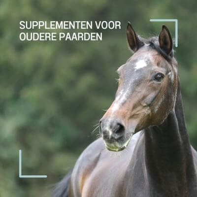 Ouder paard