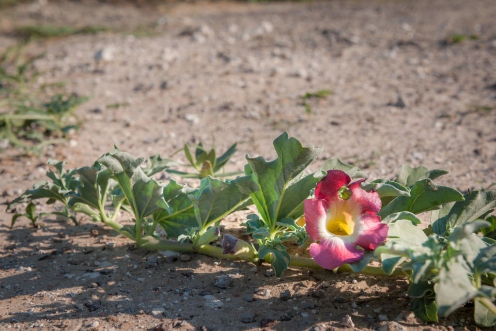Duivelsklauw Harpagophytum procumbens Duivelsklauw voor paarden: een kracht uit de natuur