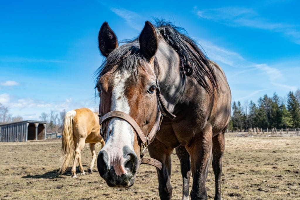 hittestress bij paarden Hittestress bij paarden: wat u moet weten en doen