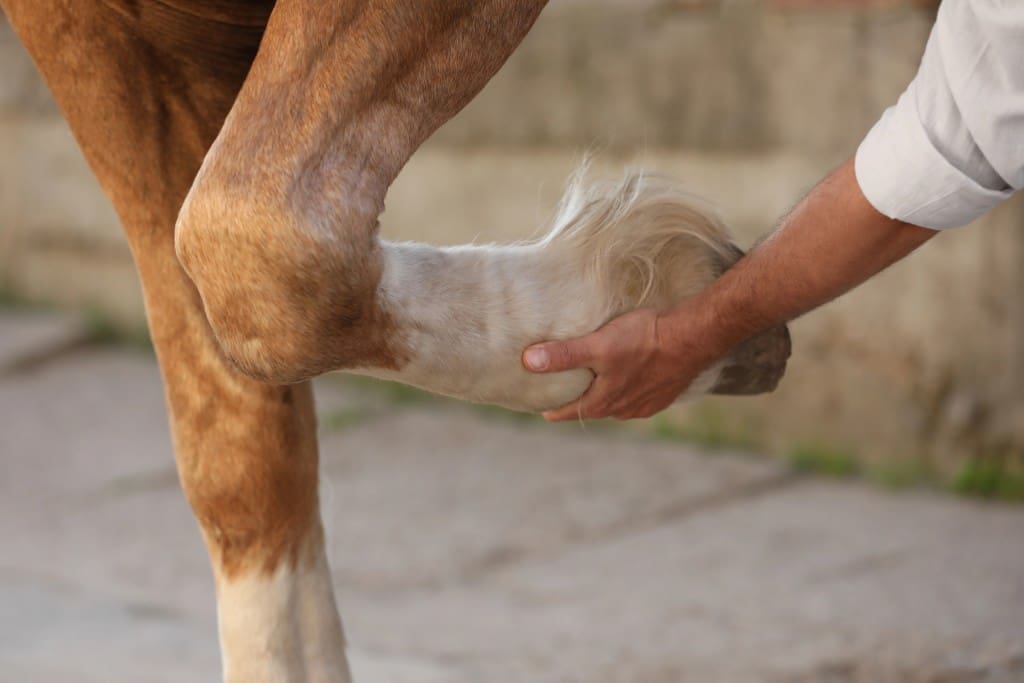 hoefbevangenheid bij paarden