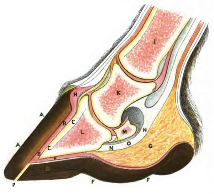anatomie paardenhoef 3 Hoefbevangenheid (laminitis) bij paarden: herken het snel en handel direct