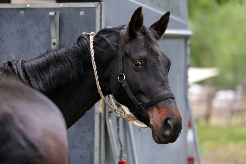 Stress bij paarden: bijvoorbeeld bij transport